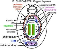 Imagem de Cryptophyceae