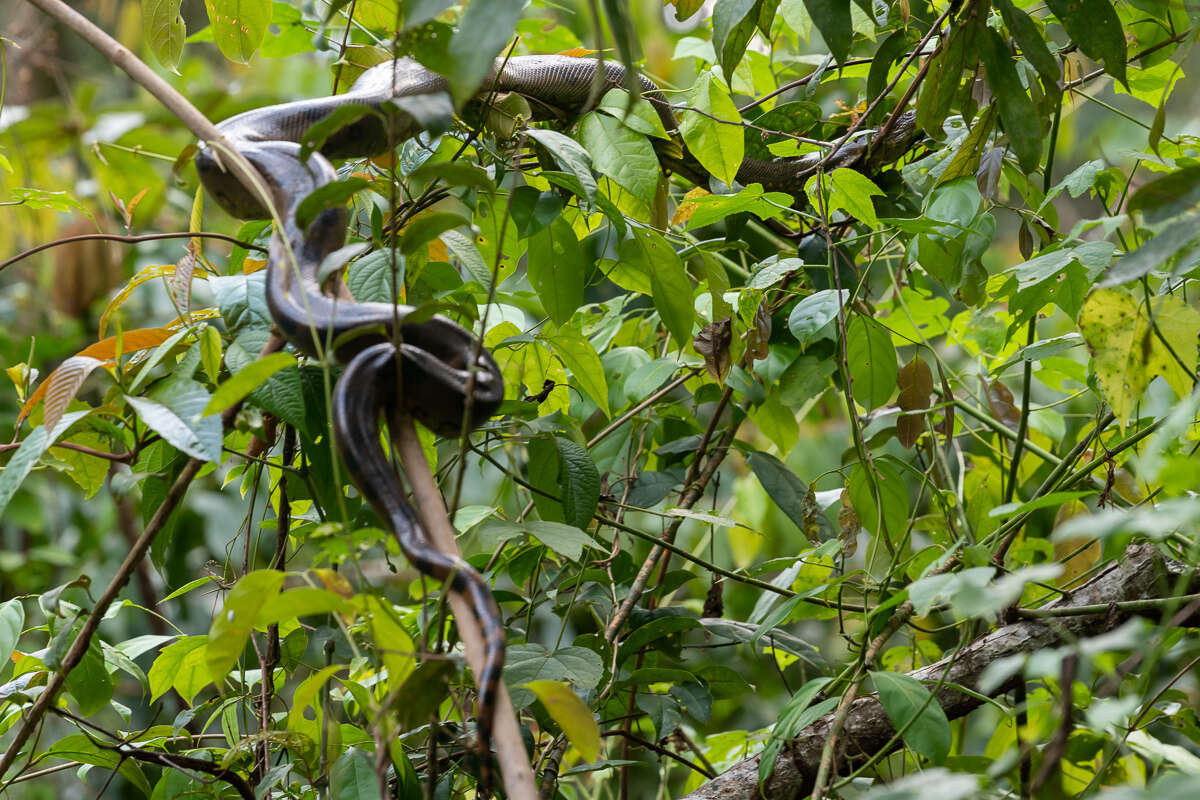 Image of Green anaconda