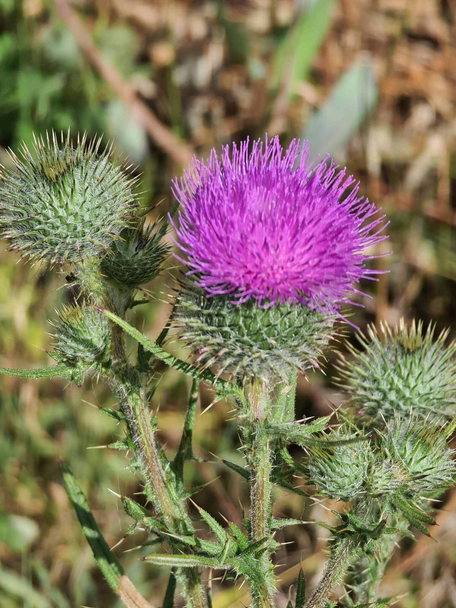 Image of Spear Thistle