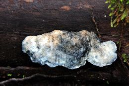 Image of <i>Postia caesia</i>
