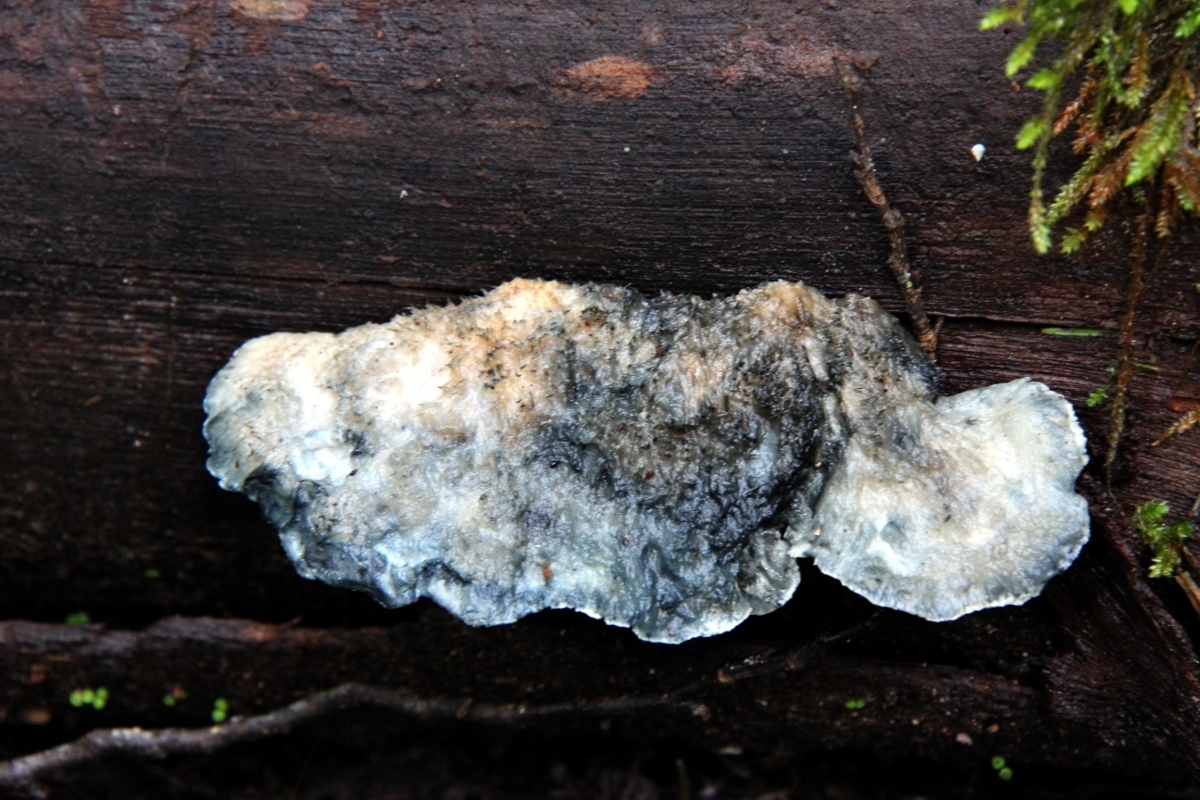Image of <i>Postia caesia</i>