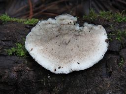 Image of <i>Postia caesia</i>