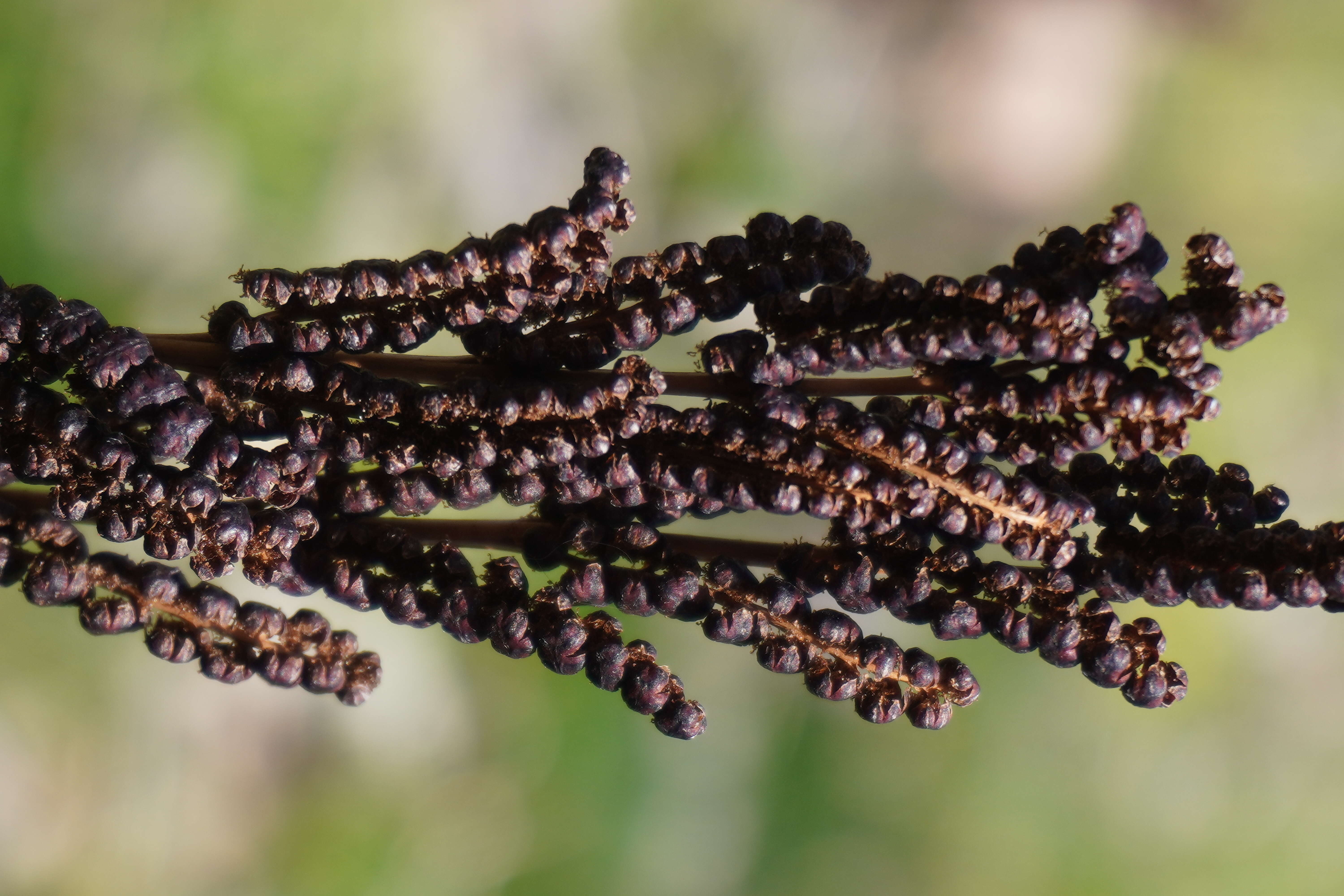 Image of sensitive fern