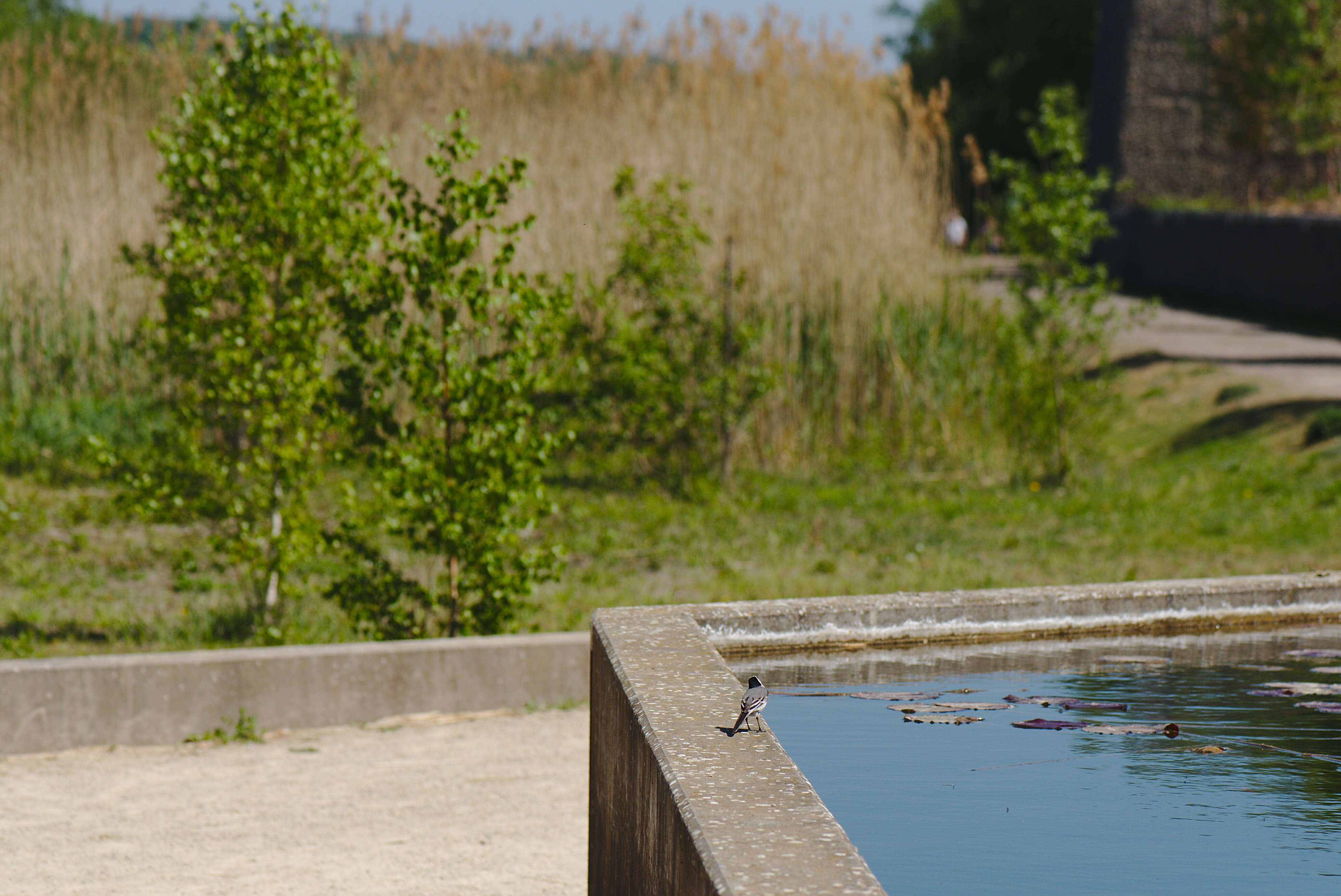 Image of Pied Wagtail and White Wagtail