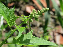 Image de Chenopodiastrum hybridum (L.) S. Fuentes, Uotila & Borsch