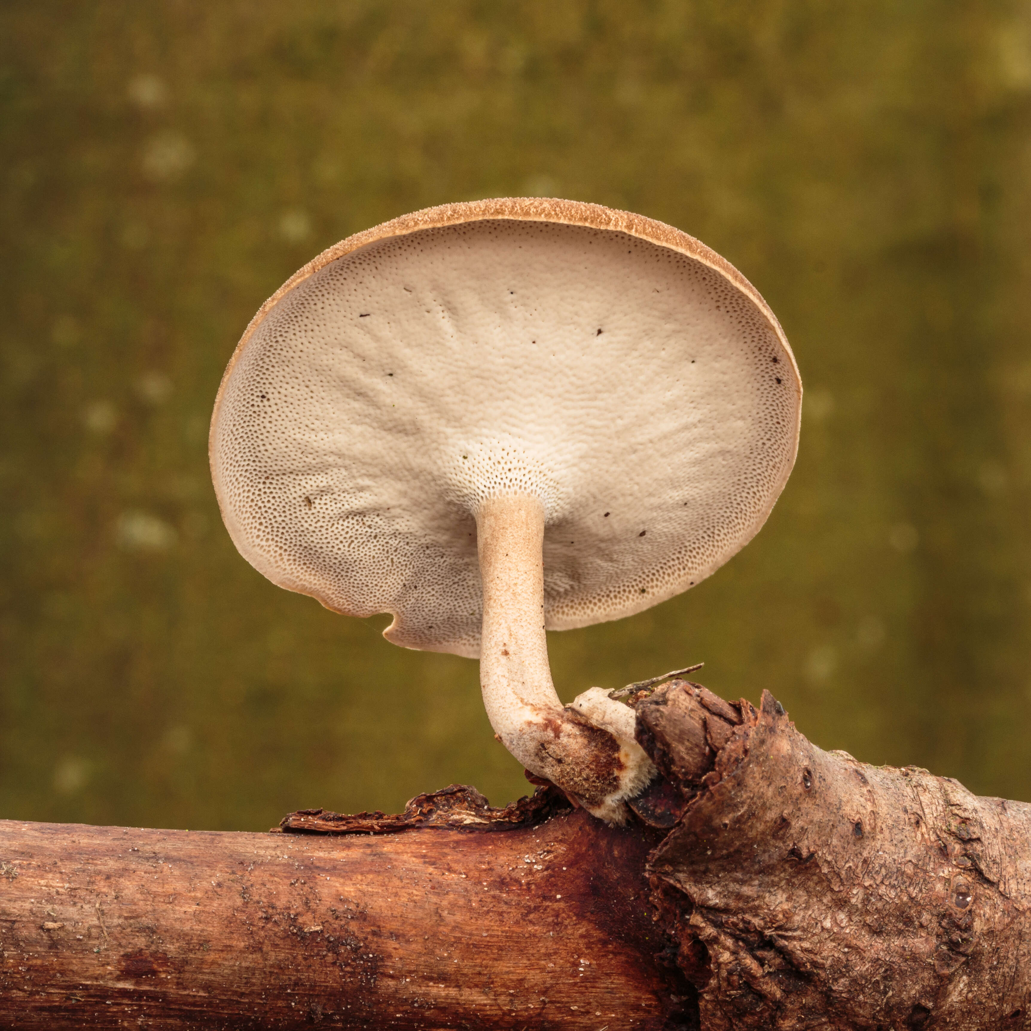 Image of Lentinus brumalis (Pers.) Zmitr. 2010