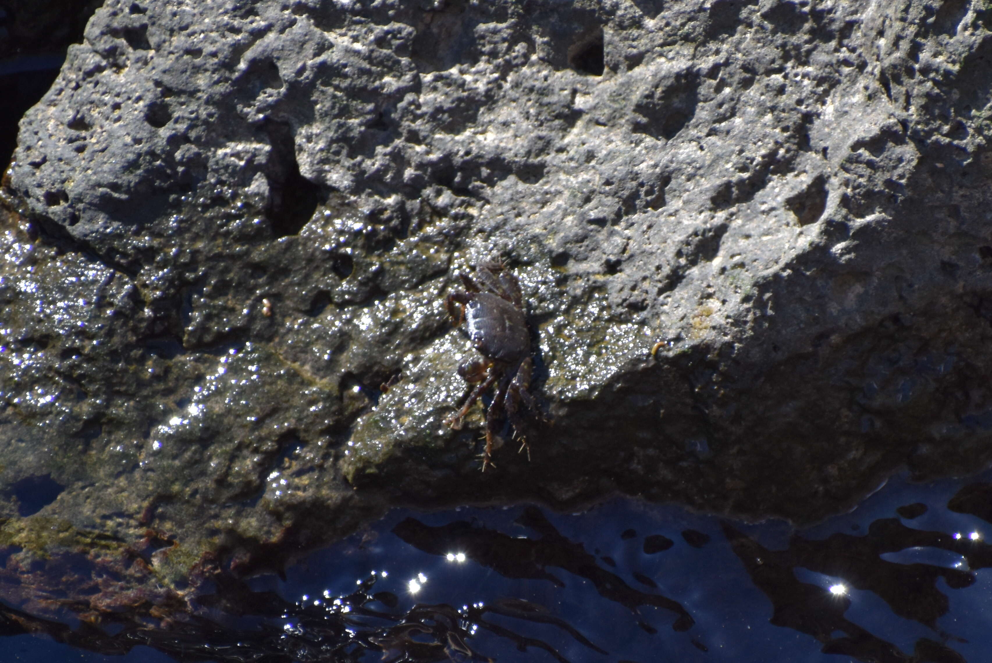 Image of marbled rock crab