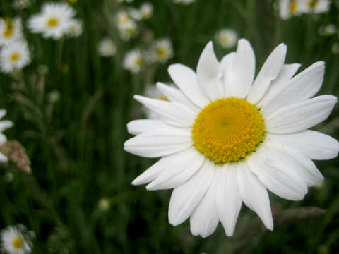 Image of Oxeye Daisy