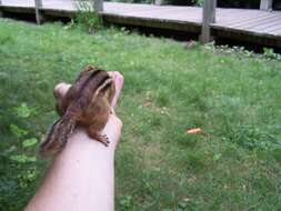 Image of Siberian Chipmunk