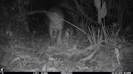 Image of Brazilian Tapir