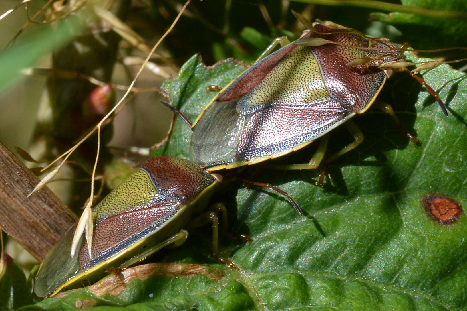 Image of Piezodorus lituratus (Fabricius 1794)