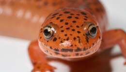 Image of Red Salamander