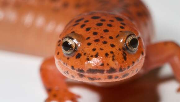 Image of Red Salamander