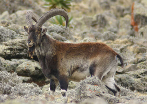 Image of Walia Ibex