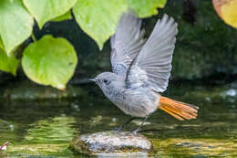 Image of Black Redstart