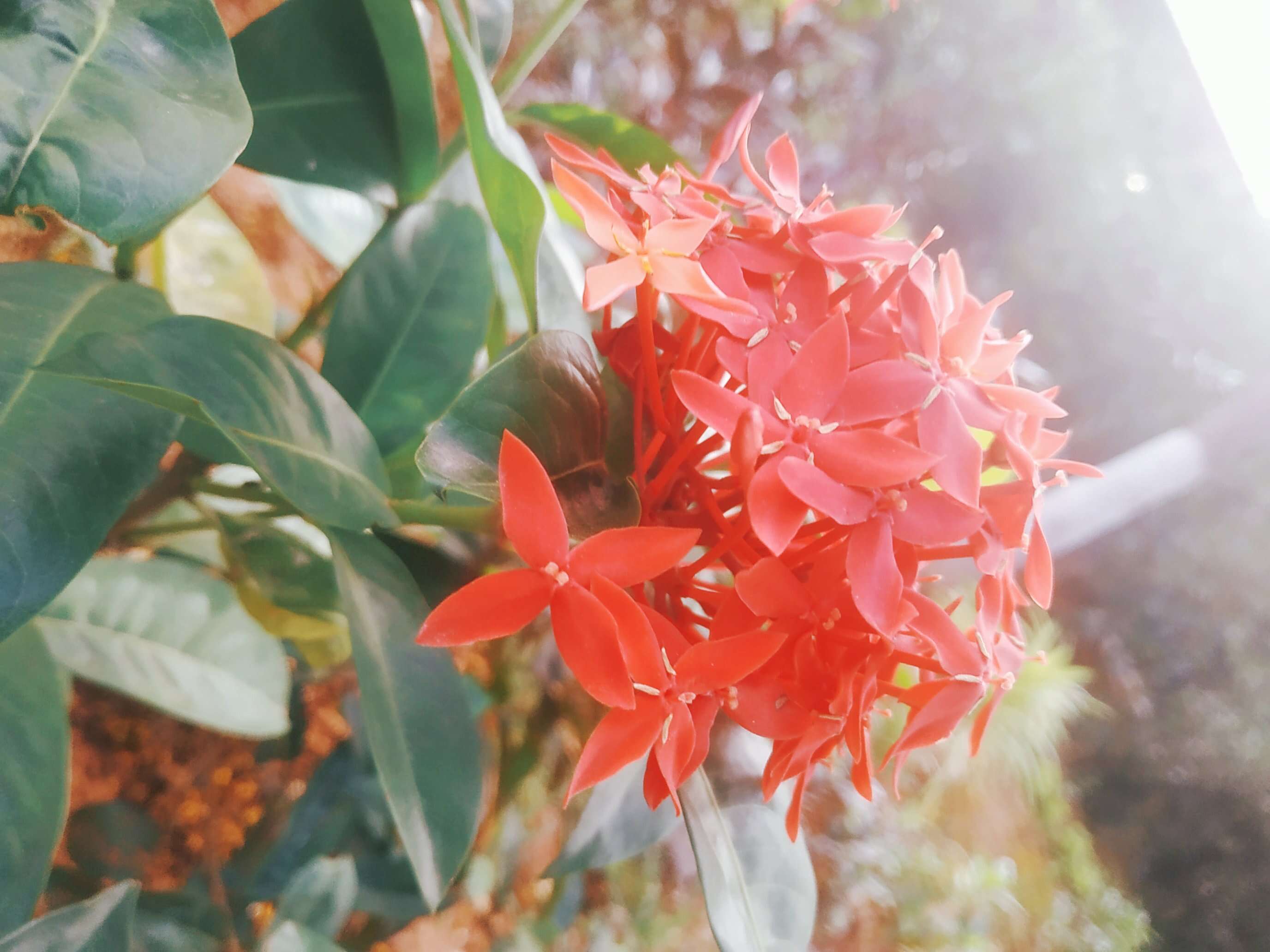 Image of ixora