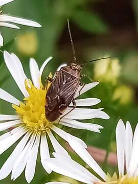 Image of Tarnished Plant Bug