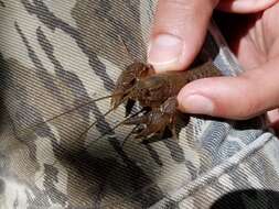 Image of Blackbarred Crayfish