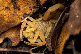 Image of Arizona Bark Scorpion