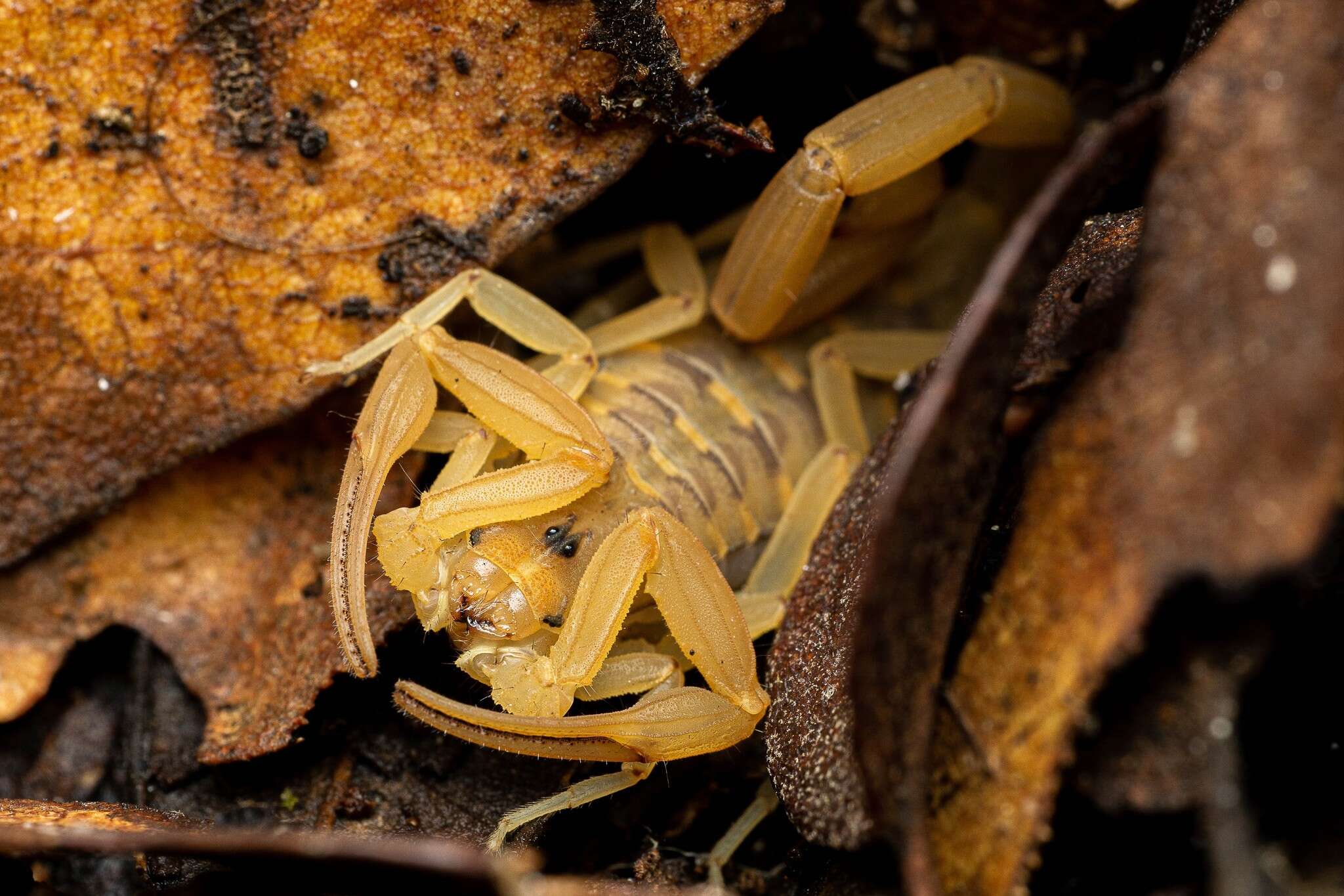 Image of Arizona Bark Scorpion