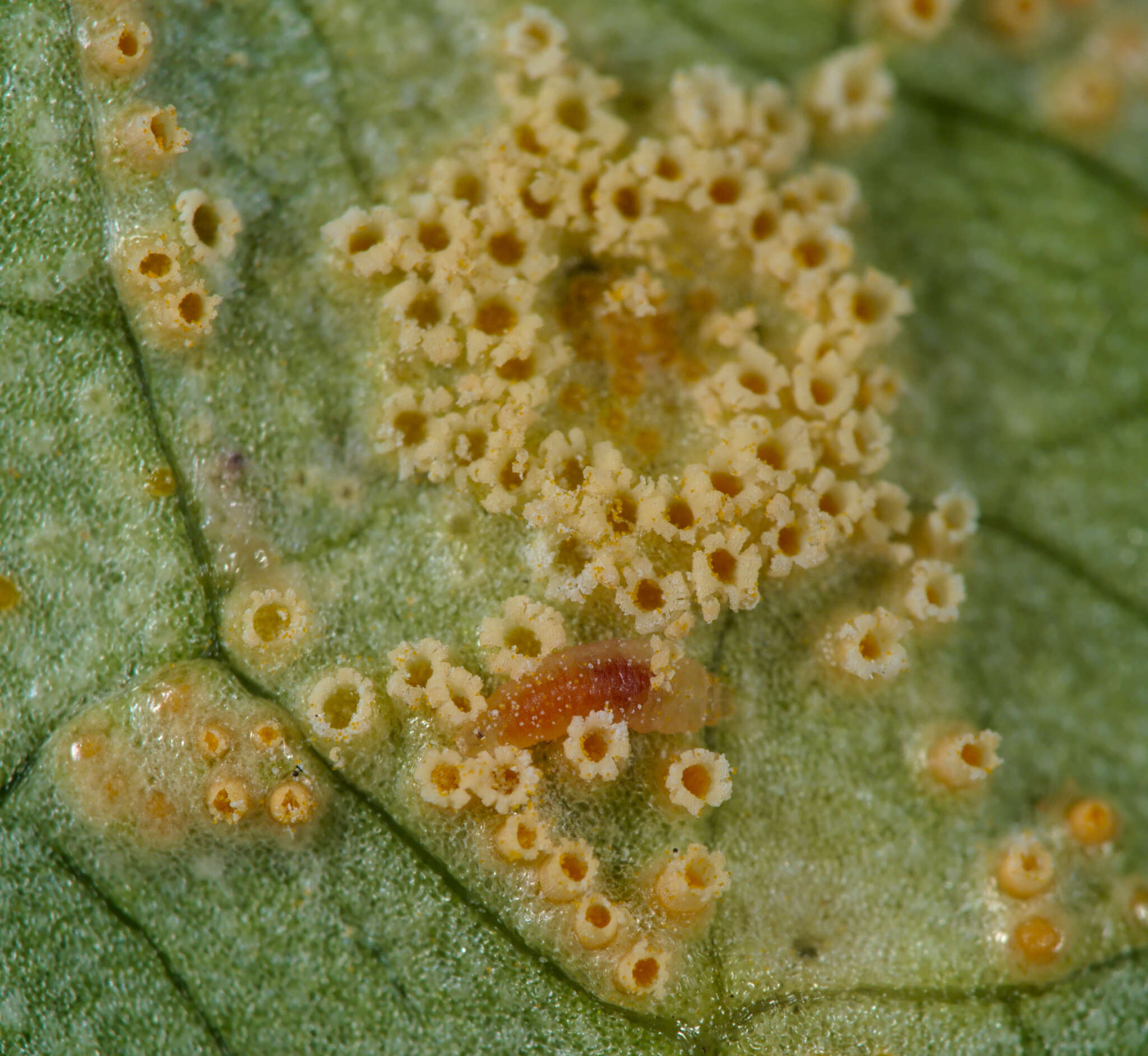 Imagem de Puccinia sessilis J. Schröt. 1870