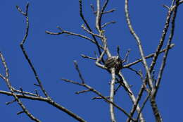 Image of gnatcatchers