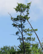 Image of Atlantic White Cedar