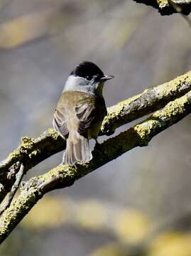 Imagem de Sylvia atricapilla (Linnaeus 1758)