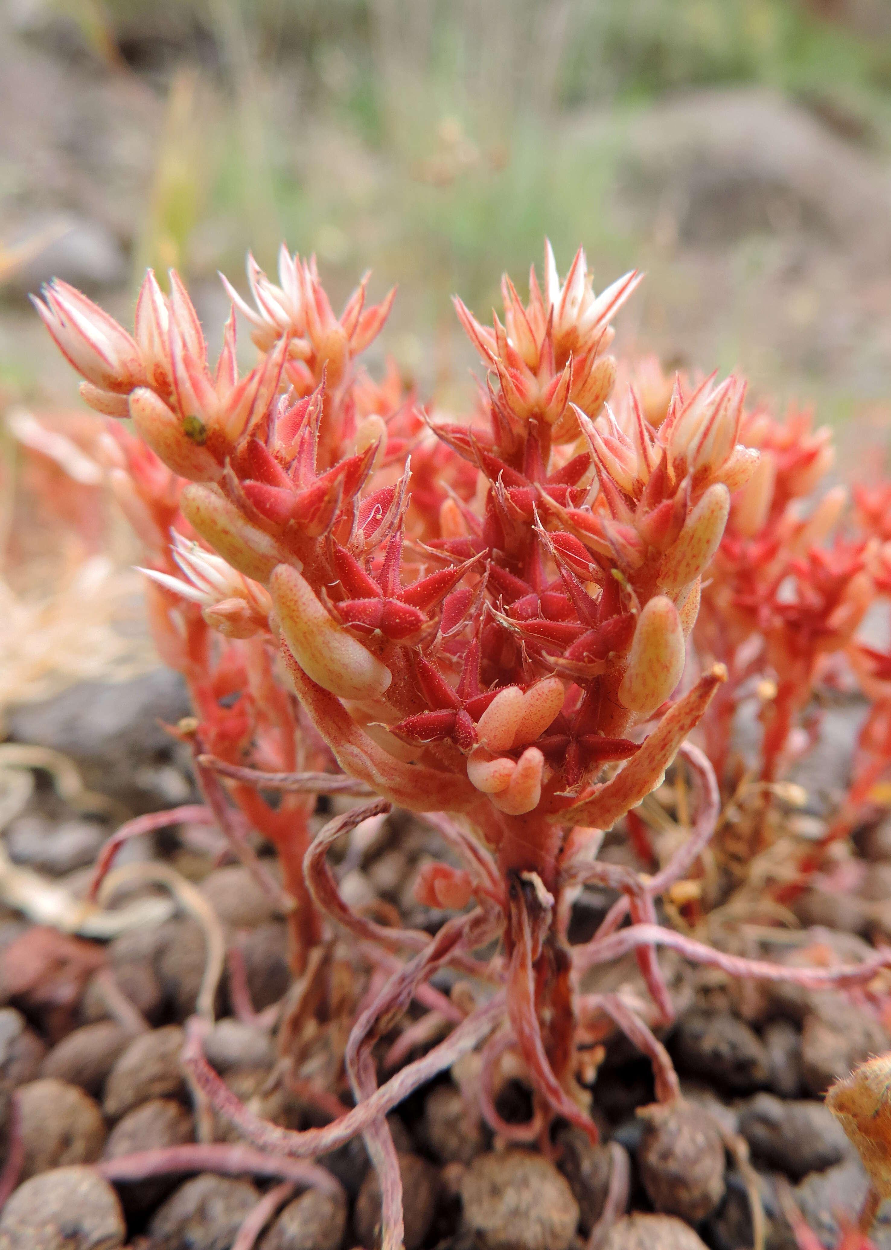 Image of Sedum rubens L.