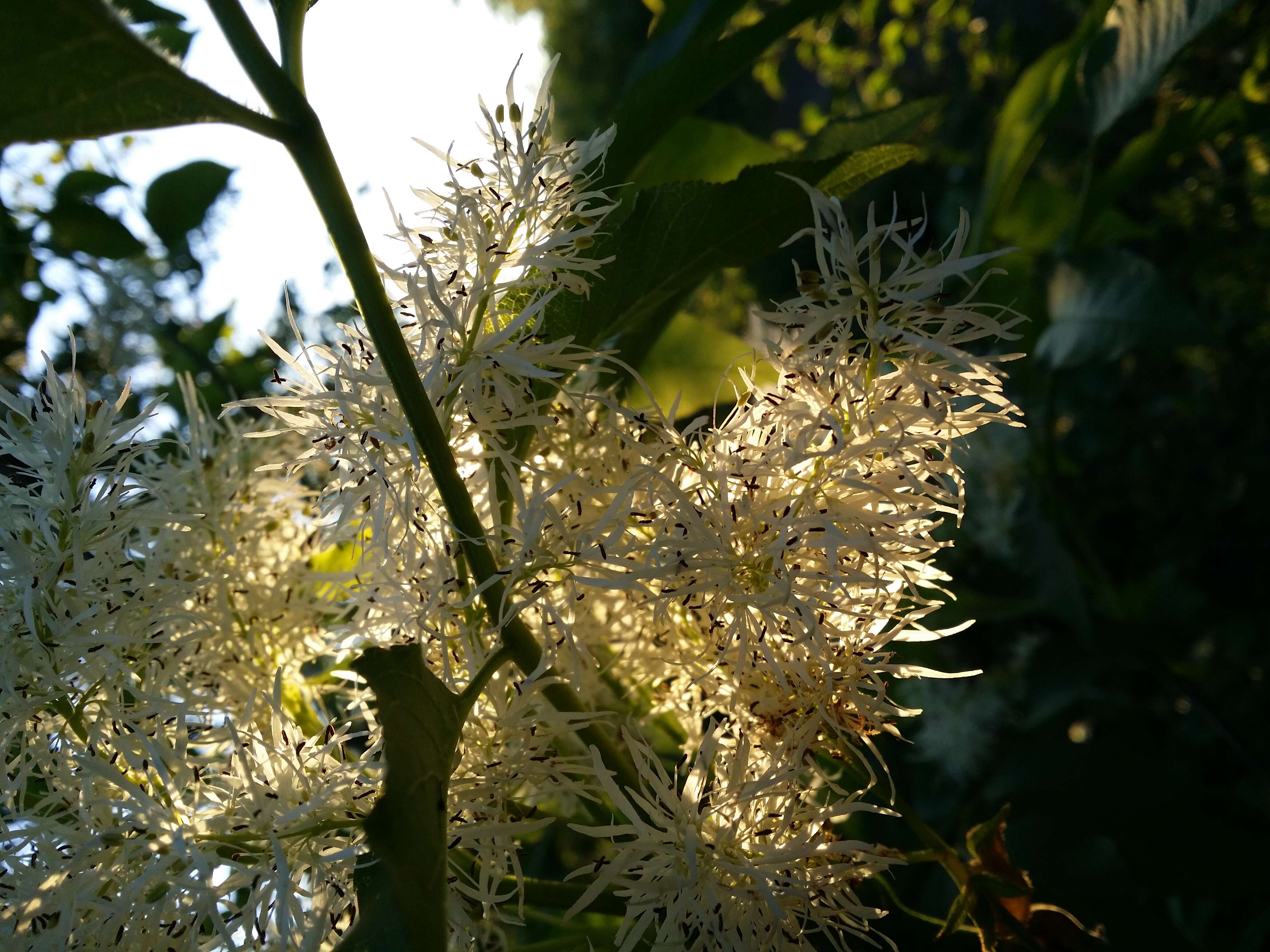 Image of Manna Ash