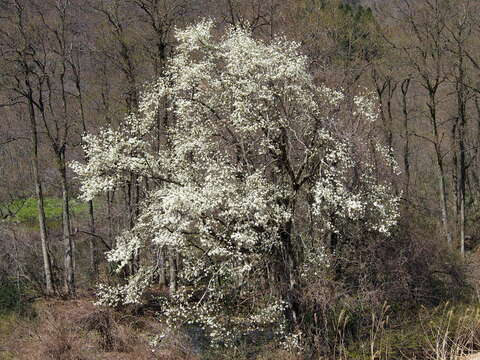 Image of Kobus magnolia