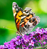 Image of Vanessa virginiensis