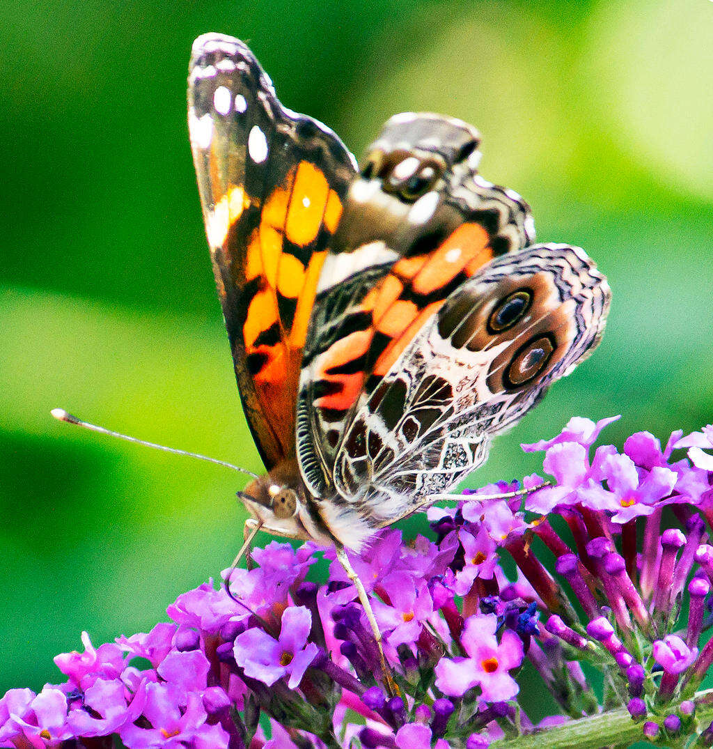 Image of Vanessa virginiensis