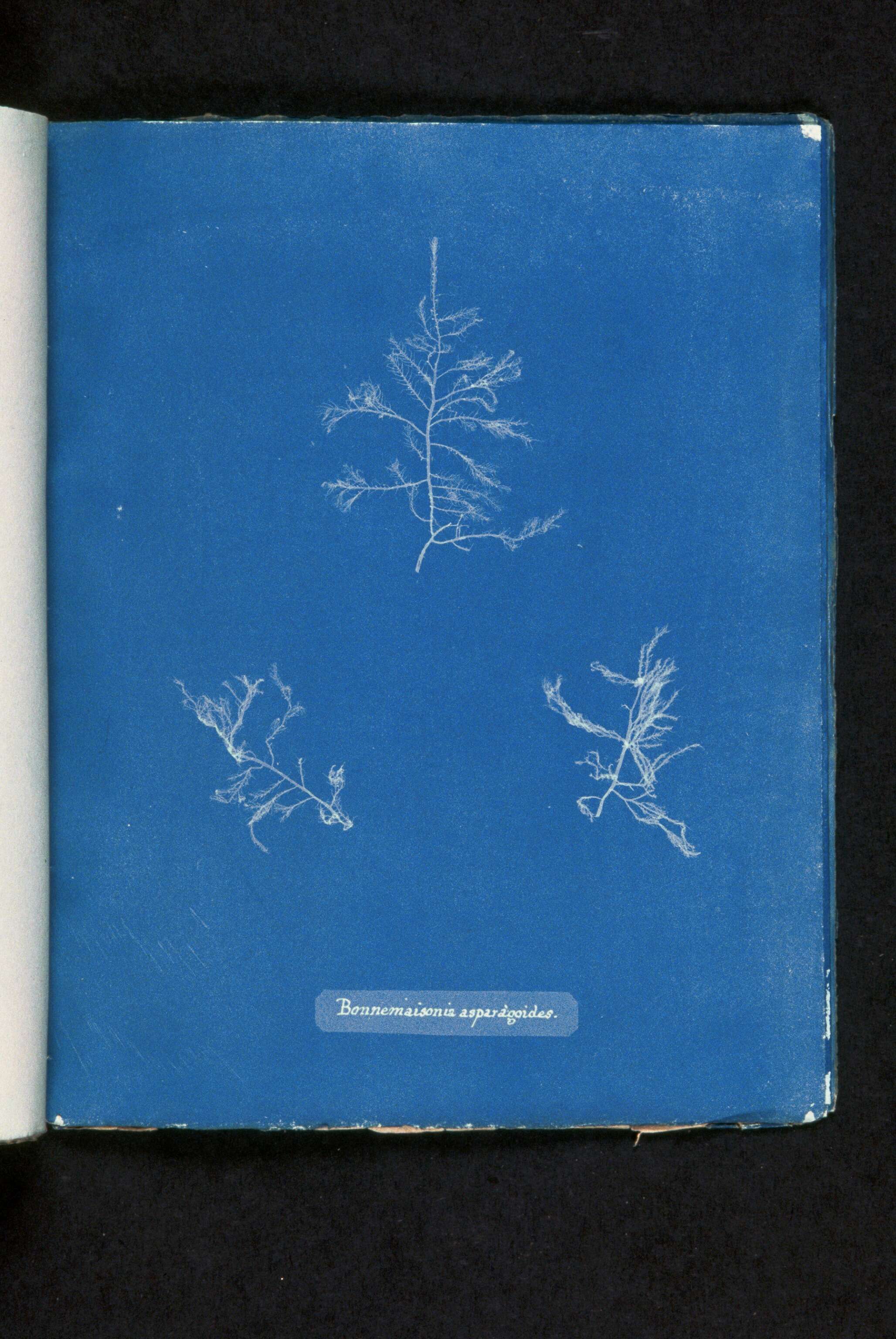Image of Bonnemaisonia asparagoides