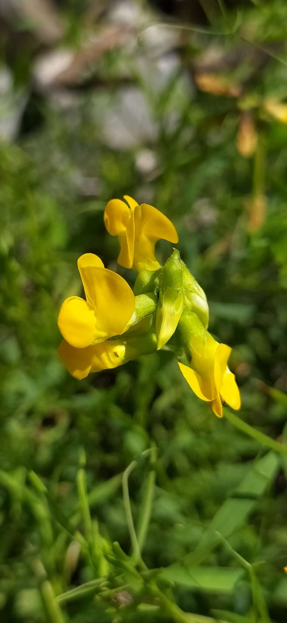 Image of meadow pea