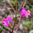 Image of Phalaenopsis buyssoniana Rchb. fil.