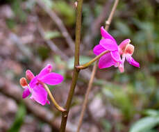 Image of Phalaenopsis buyssoniana Rchb. fil.