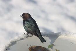 Image of Brown-headed Cowbird