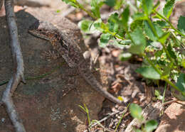 Image of Tawny Crevice-dragon