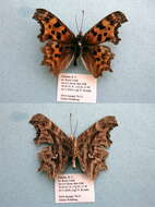 Image of Satyr Comma