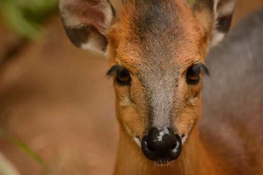 Image of Red-flanked Duiker