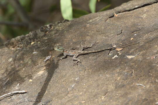 Image of Kenya Rock Agama