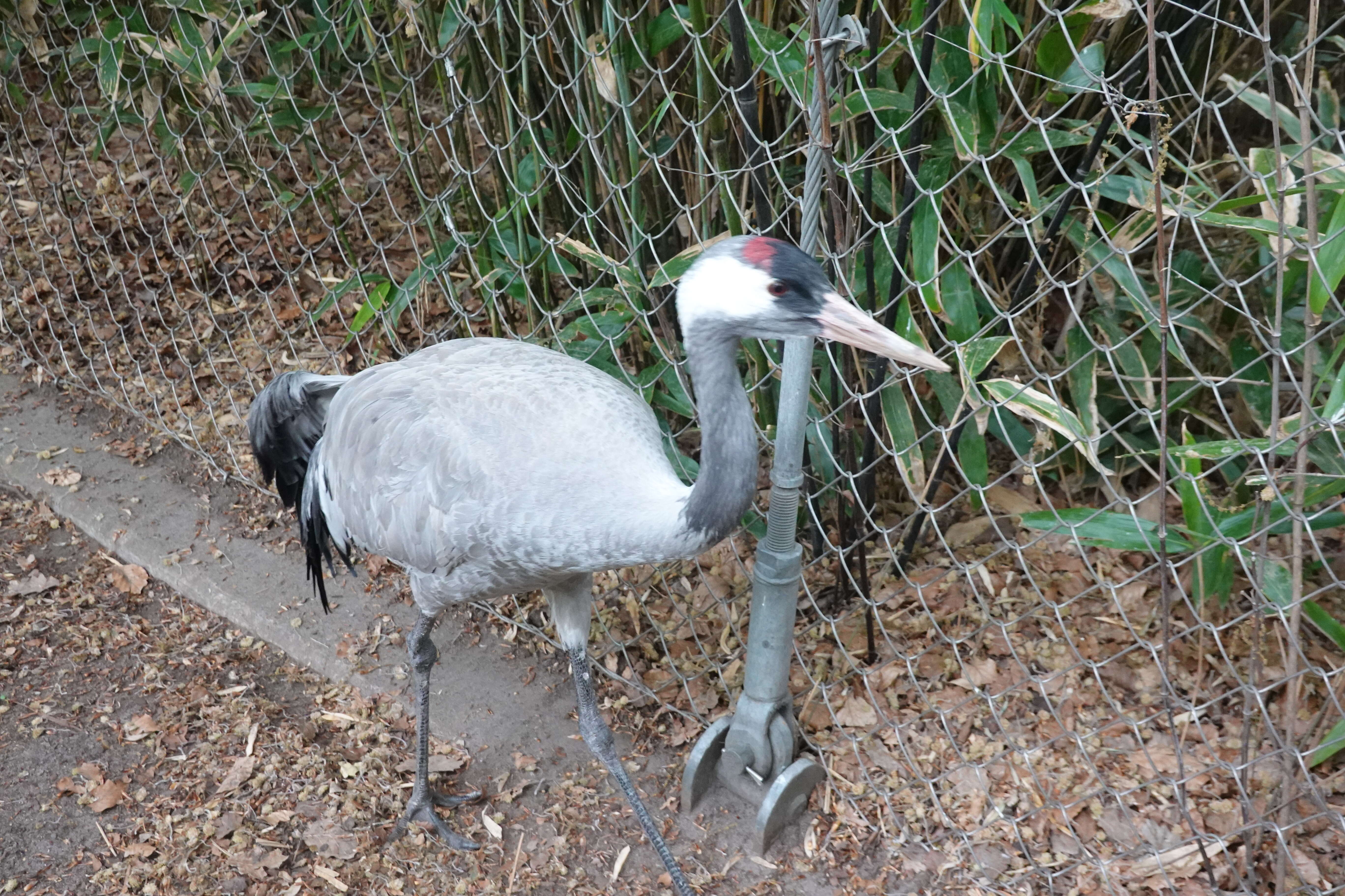 Image of Common Crane