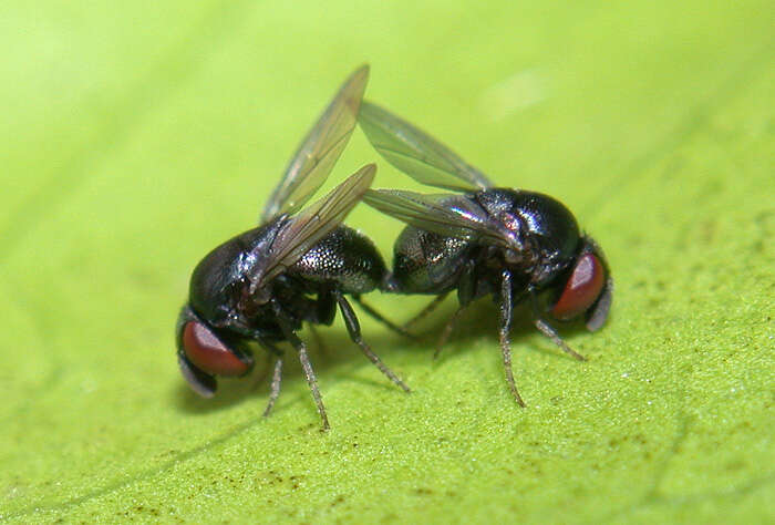 Image of scale parasite flies