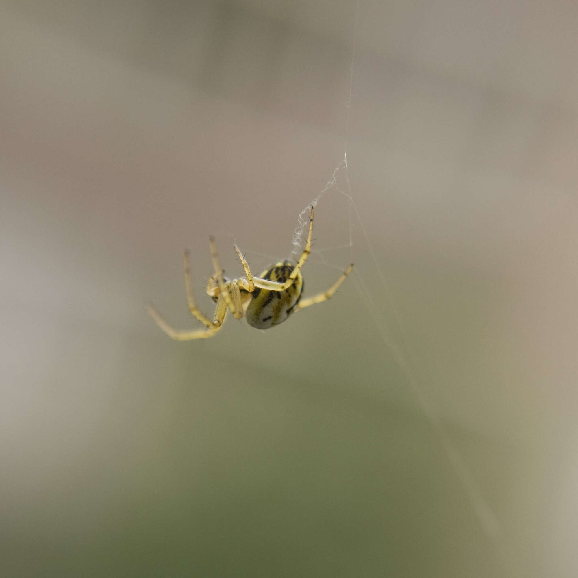 Image of Mangora acalypha (Walckenaer 1802)