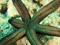 Echinaster luzonicus (Gray 1840) resmi