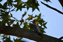 Image of Red-bellied Woodpecker