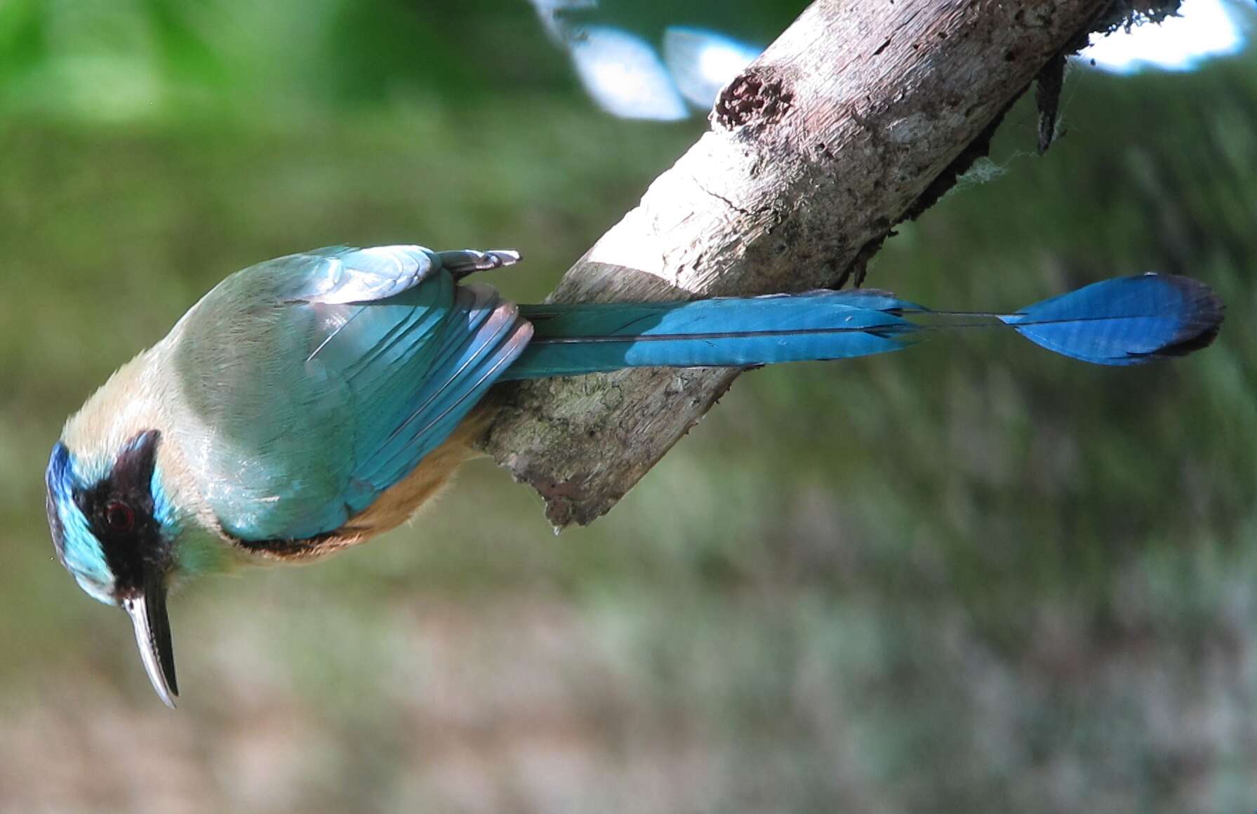 Image de Motmot caraïbe