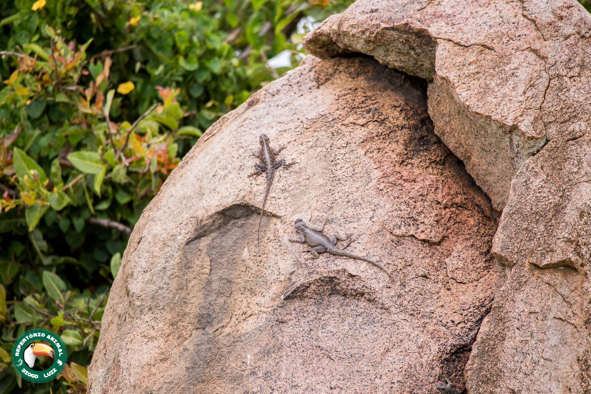 Image of Mwanza Flat-headed Rock Agama