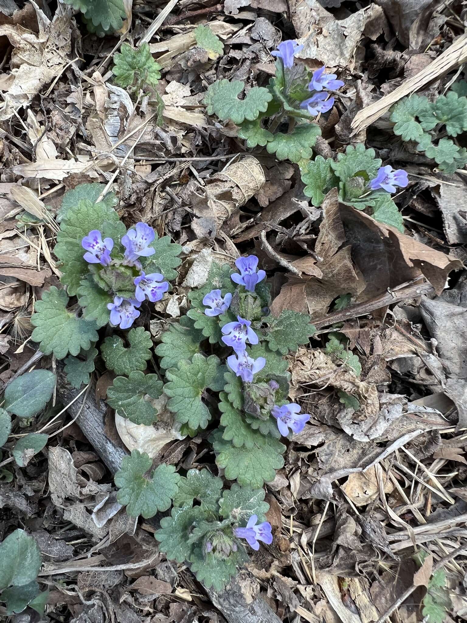 Image of Ground ivy